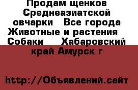 Продам щенков Среднеазиатской овчарки - Все города Животные и растения » Собаки   . Хабаровский край,Амурск г.